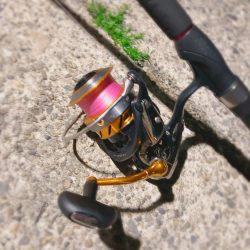 徳島県南 ☆ ガシラ ☆ タケノコメバル？