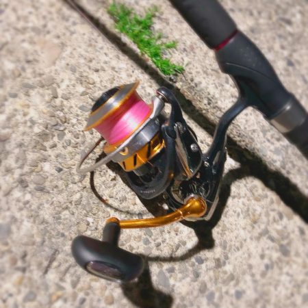 徳島県南 ☆ ガシラ ☆ タケノコメバル？