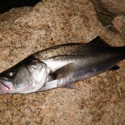 シーバスとボラ