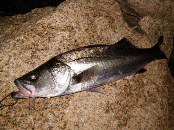 シーバスとボラ