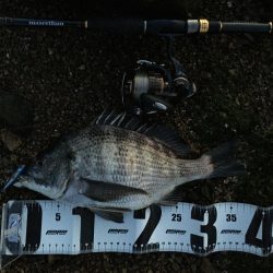 ボラ祭り後にやっとチヌ！