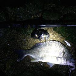 バリッド55でキビレ2枚