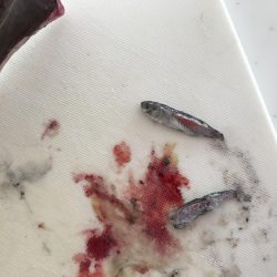 今年は渋い春タチウオ