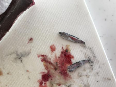 今年は渋い春タチウオ