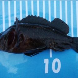 穴釣りとメバリング