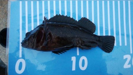 穴釣りとメバリング