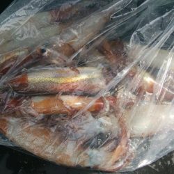 ヤリイカ狙い　午前便