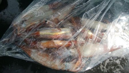 ヤリイカ狙い　午前便