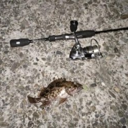 ナイト根魚デイ黒鯛