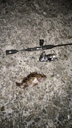 ナイト根魚デイ黒鯛