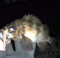 泉南サーフでリベンジ