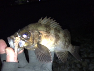 泉南サーフでリベンジ