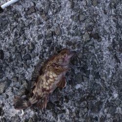 メバル・ガシラ