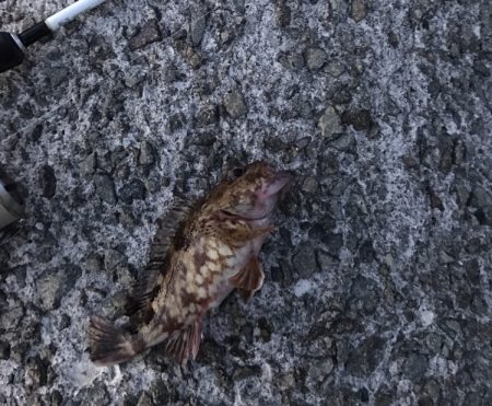 メバル・ガシラ