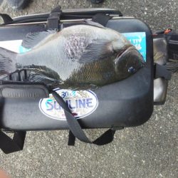 久し振りのグレ・・・