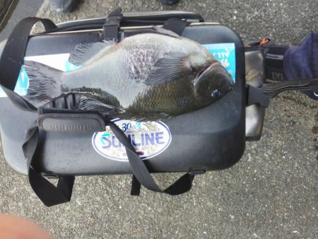 久し振りのグレ・・・