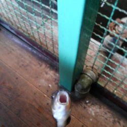 室内釣堀(フナ6匹)