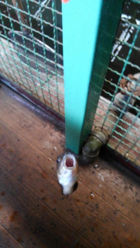 室内釣堀(フナ6匹)