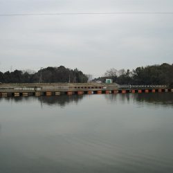 大安トラウトレイク 釣果