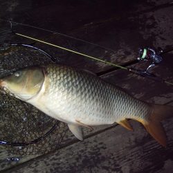 大安トラウトレイク 釣果