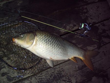 大安トラウトレイク 釣果