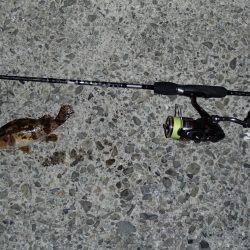 メバリングとシーバス