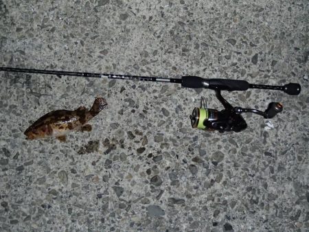 メバリングとシーバス