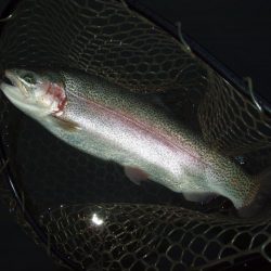 大安トラウトレイク 釣果