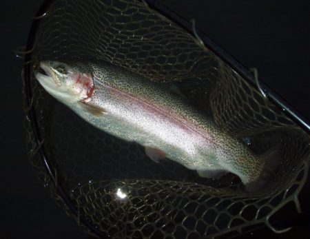 大安トラウトレイク 釣果