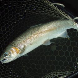 大安トラウトレイク 釣果