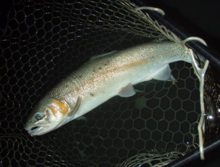 大安トラウトレイク 釣果