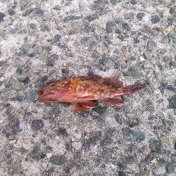 子供とお散歩釣行