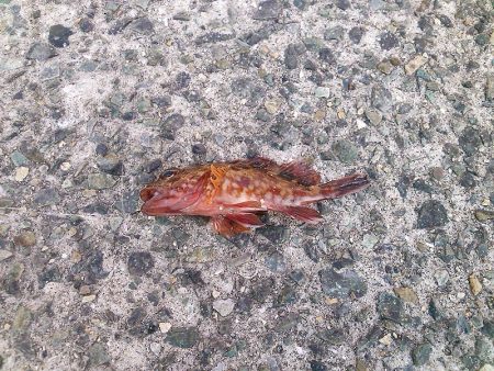 子供とお散歩釣行