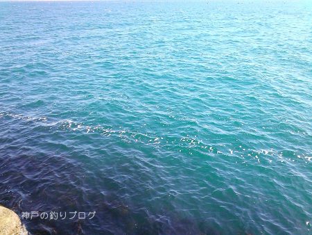 チヌ狙いは撃沈