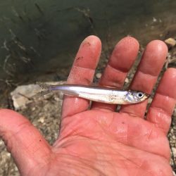 ワカサギ釣り、上津ダム壊滅的、布目ダム絶好調