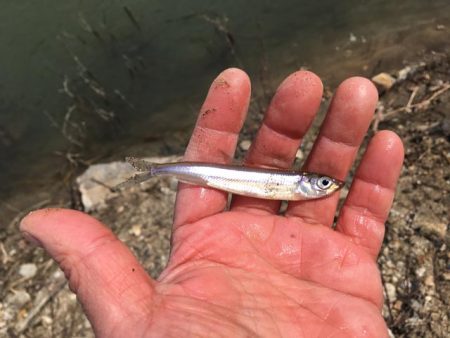 ワカサギ釣り、上津ダム壊滅的、布目ダム絶好調