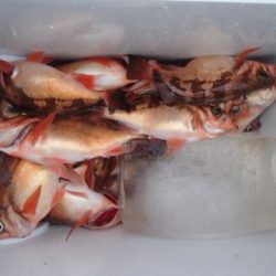 第二むつ漁丸 釣果