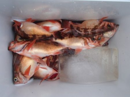 第二むつ漁丸 釣果