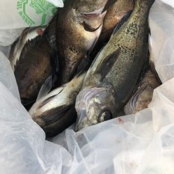 第二辰丸 釣果