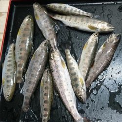 狩野川（狩野川漁業協同組合） 釣果