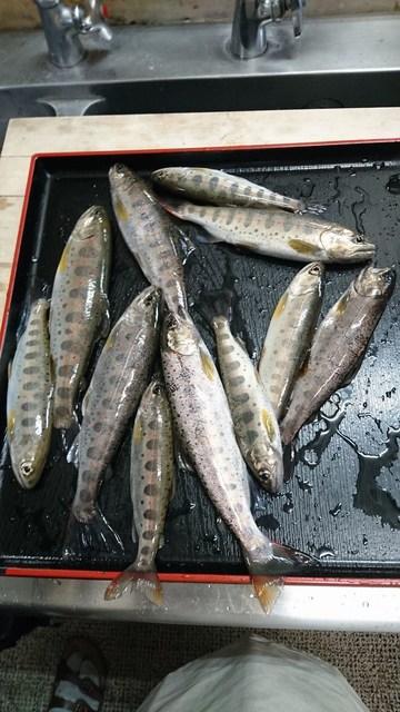 狩野川（狩野川漁業協同組合） 釣果