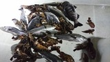 明康丸 釣果