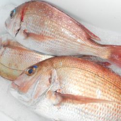 こうゆう丸 釣果