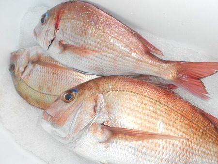 こうゆう丸 釣果