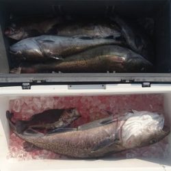 気仙沼 つり丸 釣果