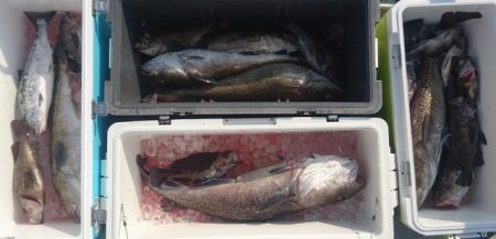 気仙沼 つり丸 釣果