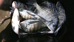 まこと渡船 釣果