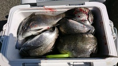 まこと渡船 釣果