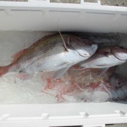 大進丸(新潟) 釣果