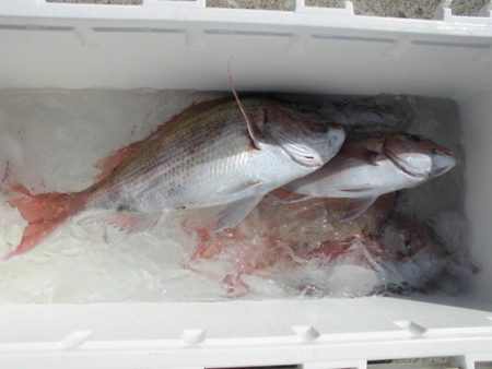 大進丸(新潟) 釣果